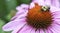 Closeup of a bumblebee on an echinacea flower (Echinacea purpurea).