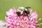 Closeup of Bumblebee Feasting on Freshly Bloomed Sedum