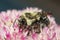 Closeup of Bumblebee Feasting on Freshly Bloomed Sedum Covered in Pollen.