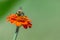 Closeup of a bumblebee feeding on a brilliant orange zinnia flower bloom.