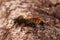 Closeup on the bumblebee robberfly, Laphria flava sunbathing
