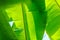 Closeup of a bunch of banana leaves against the blue sky taken i