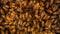 Closeup of a bunch bees swarming on honeycomb in apiary. Working bees