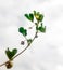 Closeup bunch of burr Medic plant or medicago polymorpha isolated on white background.