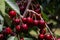 Closeup of a bunch of cherries hanging on a tree branch