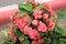 Closeup of a bunch of euphorbia plant with beautiful pink colors against blurred asphalt