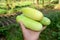 Closeup bunch the green ripe cucumber hold hand over out of focus green brown background