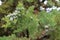 Closeup a Bunch of Green Young Cypress Cones Growing on the Tree