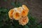 Closeup of bunch of orange flowers of rose in mid June