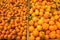 Closeup of bunch of oranges and mandarins in market