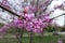 Closeup of bunch of pink flowers of eastern redbud