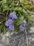 closeup of a bunch of purple flowers of the heart-leaved globe daisy