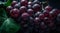 Closeup bunch of red grapes with water drops.