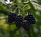 A closeup of a bunch of ripe fresh  black fruit of blackberry