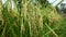 Closeup the bunch ripe green yellow paddy plants with grains growing in the farm over out of focus green sky background.