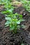 Closeup the bunch ripe small chilly plant soil heap and growing with leaves in the farm soft focus natural green brown background