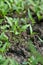 closeup the bunch ripe small chilly plant soil heap and growing with leaves in the farm soft focus natural green brown background