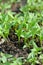 closeup the bunch ripe small chilly plant soil heap and growing with leaves in the farm soft focus natural green brown background