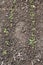 Closeup the bunch ripe small chilly plant soil heap in row and growing with leaves in the farm soft focus natural green brown