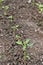 Closeup the bunch ripe small chilly plant soil heap in row and growing with leaves in the farm soft focus natural green brown back