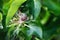 Closeup of a bunch of unripe apples on a tree branch