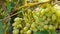 Closeup bunch of white grapes