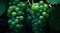 Closeup bunch of white grapes with water drops.