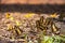 Closeup of a bunch of yellow butterflies perched on the ground