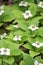 Closeup of Bunchberry Dogwood in full bloom