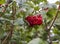 Closeup bunche of red berries Viburnum.