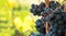 Closeup on bunches of black grapes in vineyards, Tuscany, Italy