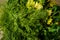 closeup bunches of dill and parsley