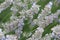 Closeup bunches of Lavender in a garden