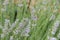 Closeup bunches of Lavender in a garden