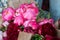 Closeup of Bunches of Pink and Red Flowers