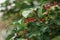 Closeup of bunches of red berries of a Guelder rose or Viburnum
