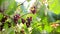 Closeup bunches of red grapes on branches on a sunny day.