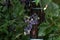 Closeup of bunches of ripening red wine grapes on the vine