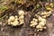 Closeup of a bundle of shaggy scaly cap mushrooms (Pholiota squarrosa)