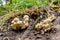 Closeup of a bundle of shaggy scaly cap mushrooms (Pholiota squarrosa)