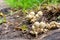 Closeup of a bundle of shaggy scaly cap mushrooms (Pholiota squarrosa)