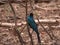 Closeup of a Burchells starling or Lamprotornis Australis perched on a branch at Bandia Reserve