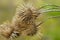 Closeup of Burdock Burs