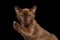 Closeup Burmese kitten showing claw on Raised paw, black Isolated