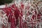 Closeup of burned red incense sticks with curled gray ash