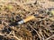 Closeup of a burnt cigarette butt laying on a forest ground