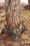 Closeup of a burnt tree stump on a mountain. Zoom in on burnt texture and patterns of a stump after a wildfire in the