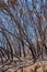 Closeup of burnt trees after a bushfire on Table Mountain, Cape Town, South Africa. Lots of tall trees were destroyed in