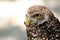 Closeup of a Burrowing Owl