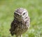 Closeup of burrowing owl